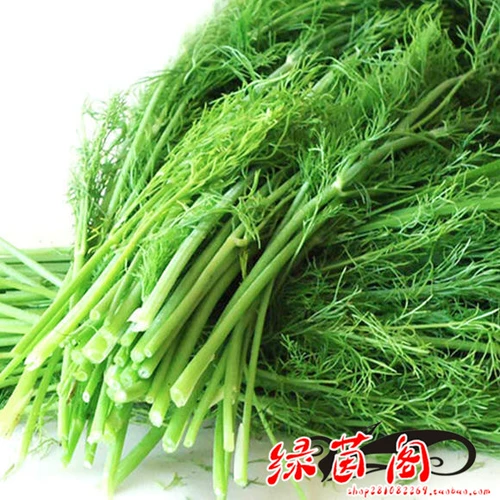 Резка семян семян тмина приправить во дворе двора в горшках.