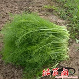 Резка семян семян тмина приправить во дворе двора в горшках.