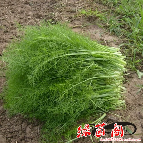 Резка семян семян тмина приправить во дворе двора в горшках.