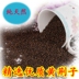 Gối Gối Đặc Biệt Huang Jingzi Điền Hạt Giống Vải Vàng Cassia 5 kg 10 kg Số Lượng Lớn Hoang Dã Gói Gối