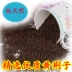 Chọn đặc biệt vàng Jingzi gối gối lõi cổ tử cung gối đặc biệt phụ vải sốc hạt giống 5 kg 10 kg số lượng lớn hoang dã