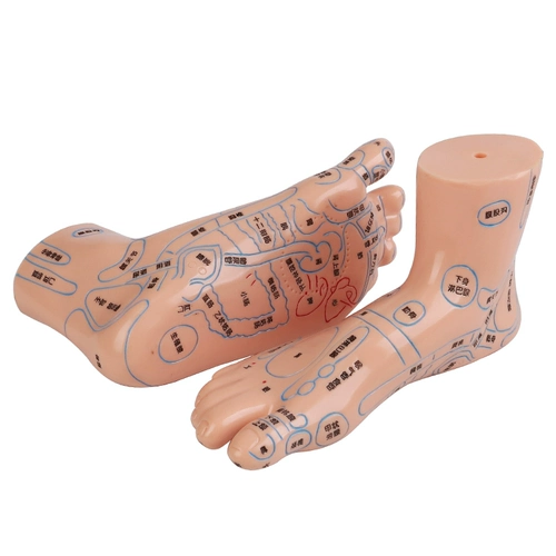 Акупунтная модель Meridian Meridian Model Foot, массаж купания, иглоукалывание, иглоукалывание модели стопы