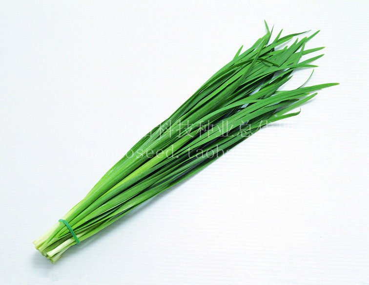 寿光老品种小细叶韭菜种子香韭菜籽多年生冬韭蔬菜种籽四季播种