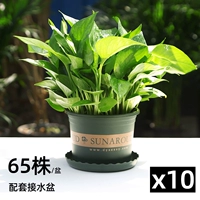 65 -Lubrican Pot Green Dill 10 Pot