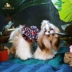 JOYCELELE thú cưng quần áo chó quần áo năm mới năm mới váy hoa nhỏ quần áo chó nhỏ và vừa - Quần áo & phụ kiện thú cưng