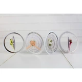 11шт/установленные черепаховые металлические металлические плесень