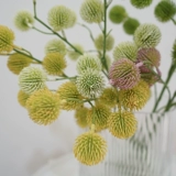 Простая природа симуляция растения одиночной ветви сосновой шарики