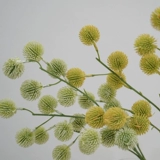 Простая природа симуляция растения одиночной ветви сосновой шарики