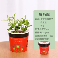 Paper Cup Pot Cornations