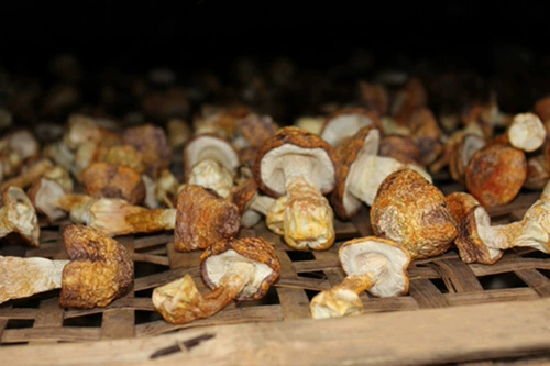 Фермерские супер -громкие грибы Jiusato Dry Cargo Matsutake Brazilian Mushrooms 100G Семейство удобная установка