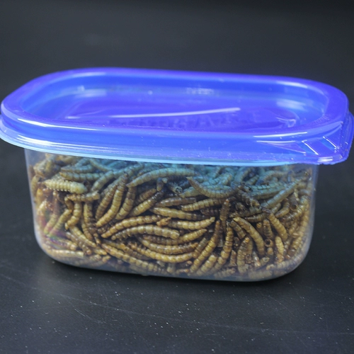 Лапша хомяка, сушеный золотой шелковый медведь Трехноколонный желтый порошок червя сухой закуски, маленькая домашняя ежа