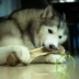 Tám con chó đực tự làm gậy gậy Satsuma Alaska đồ ăn nhẹ làm sạch răng xương chó con lớn mùa hè diện tích hạn chế thức ăn cho chó phốc sóc 2 tháng tuổi Đồ ăn vặt cho chó