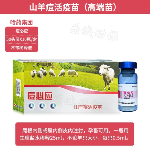 Акне Харбин должны использовать живую вакцину, овцы прыщи, прыщи узелки для коровь