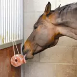 Пакистан облизывает соль и облизывает кирпичи, невозможную соль натуральную минеральную соль, каменные лошади, крупный рогатый скот и овцы для питания для корма