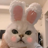 Шляпа для питомцев, кошачья голова, милая голова медведя, кроличьи уши, собаки, собаки, маленькие собаки, странные поворотные шляпы