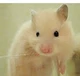 Mi Bear
