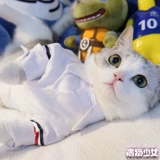 Кошка кошка кошка собака осень и весна осень нежная джентльменская рубашка юбка для рубашки Skinari Teddy Pets Style