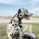 Средний -много собак местный тирант доког золотой золотой колье легкая прохладная доставка без собаки бесплатная доставка