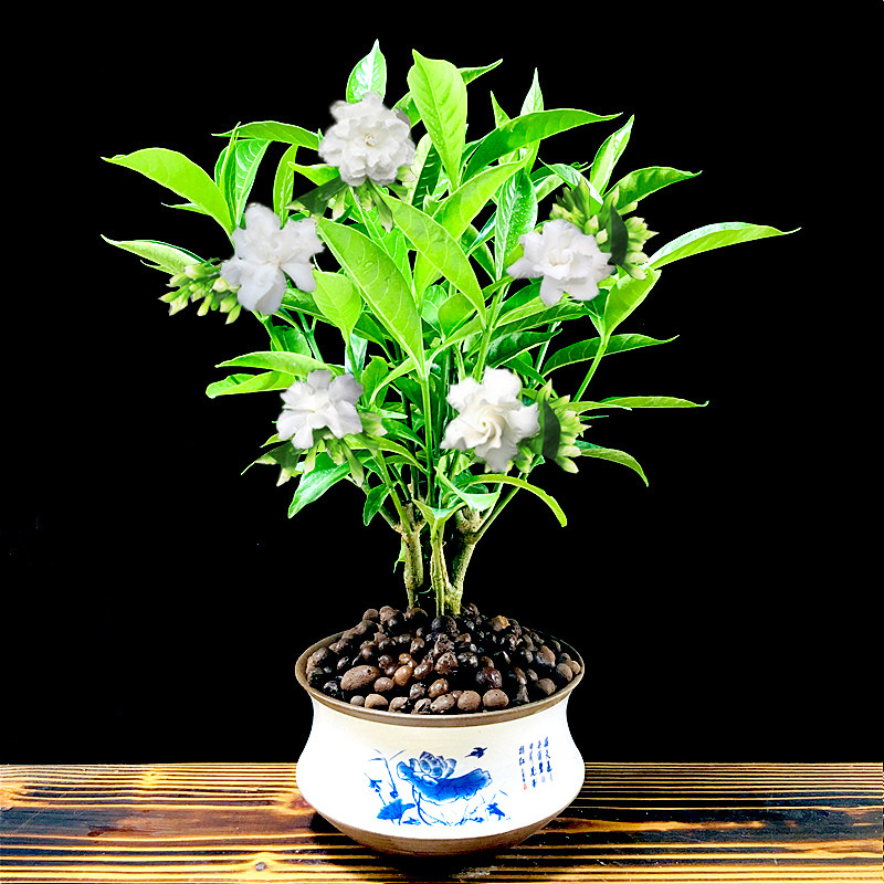 搜索"花卉植物室内花"的优惠券结果页-搜券网