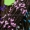 2016 điên cướp cướp mô phỏng mây tự làm vòng hoa chất liệu cành hoa nhỏ berry vòng tay đầu làm phụ kiện - Hoa nhân tạo / Cây / Trái cây
