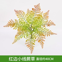 Красный край маленькая линия папоротника трава