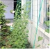 Nhà làm vườn net dưa chuột leo thực vật leo net mạng phiên bản nâng cao của nylon nguồn cung cấp vườn leo net Nguồn cung cấp vườn