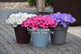 Семена семян цветов*Panmei*Downsing Dwarf Morning Glory*Light Wave Series 5 Зерновые таблетки