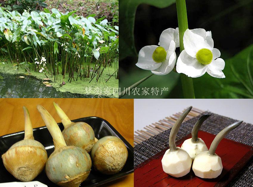 潘家灣四川新鮮白茨菇 茨菰 慈姑 慈菇 芽菇淡化膿包500g五斤包郵