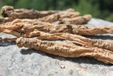 Северо -восточная гора Чанбай Маунти Дашанли кодонопсис порошок порошок свежего 250 г специального продвижения продукта