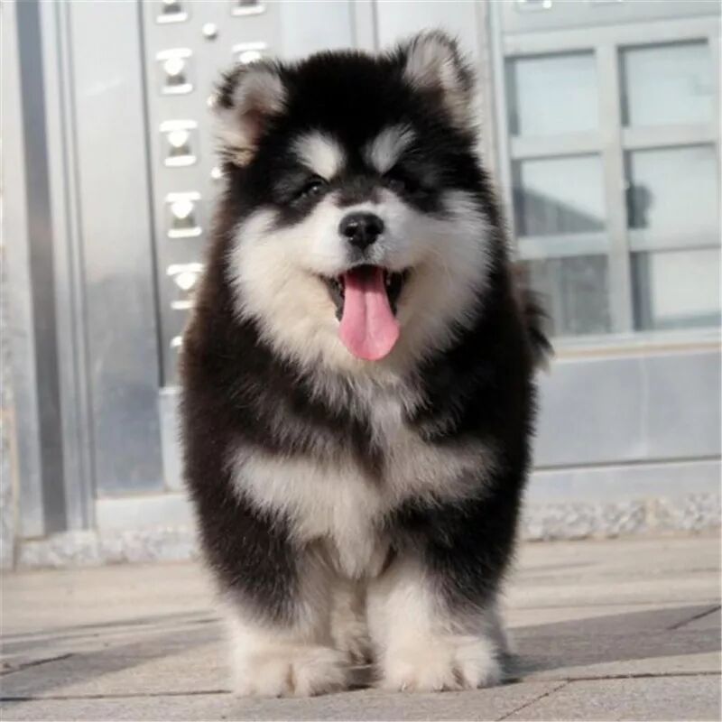纯种阿拉斯加幼犬 大型雪橇犬阿拉斯加幼犬宠物活体