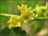 [Yipin Honeyfield] Jujube Flower Original Honey 500g Pure Farm Self -Made Free Dropping [купить 3 Get 1]