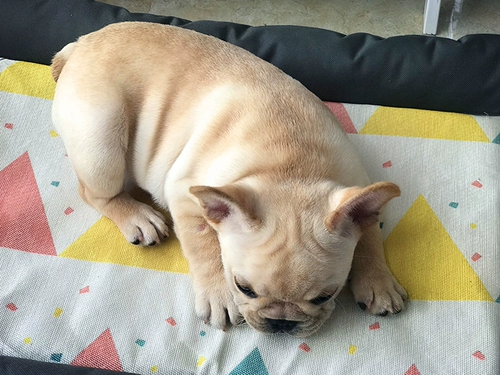 Подушка для любимой собаки долговечный укус четыре сезона для домашних животных спальная подушка плюшевая собака гнездо для собак кровать среднего размера подушки для собак