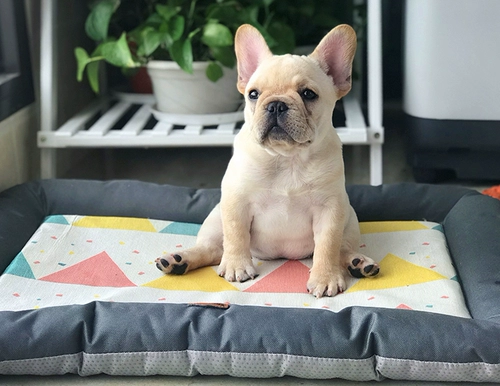 Подушка для любимой собаки долговечный укус четыре сезона для домашних животных спальная подушка плюшевая собака гнездо для собак кровать среднего размера подушки для собак