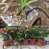 Phun tưới vi lượng phun tưới vườn hoa thiết bị tưới nhỏ giọt tưới phun thiết bị tưới thời gian tự động hệ thống tưới nước - Thiết bị sân khấu