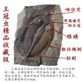 Xiangxi Zhiji Sanshi Fossil Fossil Crossworm гнездование животное естественное защитное защитное право 8888 Доступно доступно