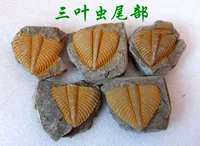 Натуральный Xiangxiang Western Three Tip Tip Tip Fossil Crown Crone Термин статус хвоста Начало начало начала начала начала работы более 500 миллионов лет 8888