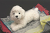 Nhật Bản Forfar Mô phỏng Teddy Dog Pet Dog Doll Puppy Plush Toy Doll Sinh nhật Quà tặng - Đồ chơi mềm mua gấu bông Đồ chơi mềm