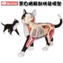 4D Thạc Sĩ Black and White Cat Giải Phẫu Tĩnh Mô Hình Toy 4d tầm nhìn Động Vật Trong Suốt Skeleton Adult Triều Chơi mô hình máy bay chiến đấu