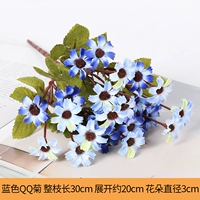 Синий QQ Chrysanthemum (1)