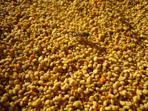 Чанбайский горный пчелиный порошок в горах пчелиной муки порошок сотни клеток 250 грамм 2 куска бесплатной доставки