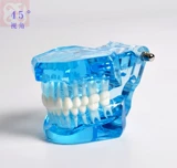 Стоматологическая пероральная модель стандартная стоматологическая модель стоматологическая модель Volin Dental Dental Model Модель стоматологии