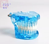 Стоматологическая пероральная модель стандартная стоматологическая модель стоматологическая модель Volin Dental Dental Model Модель стоматологии