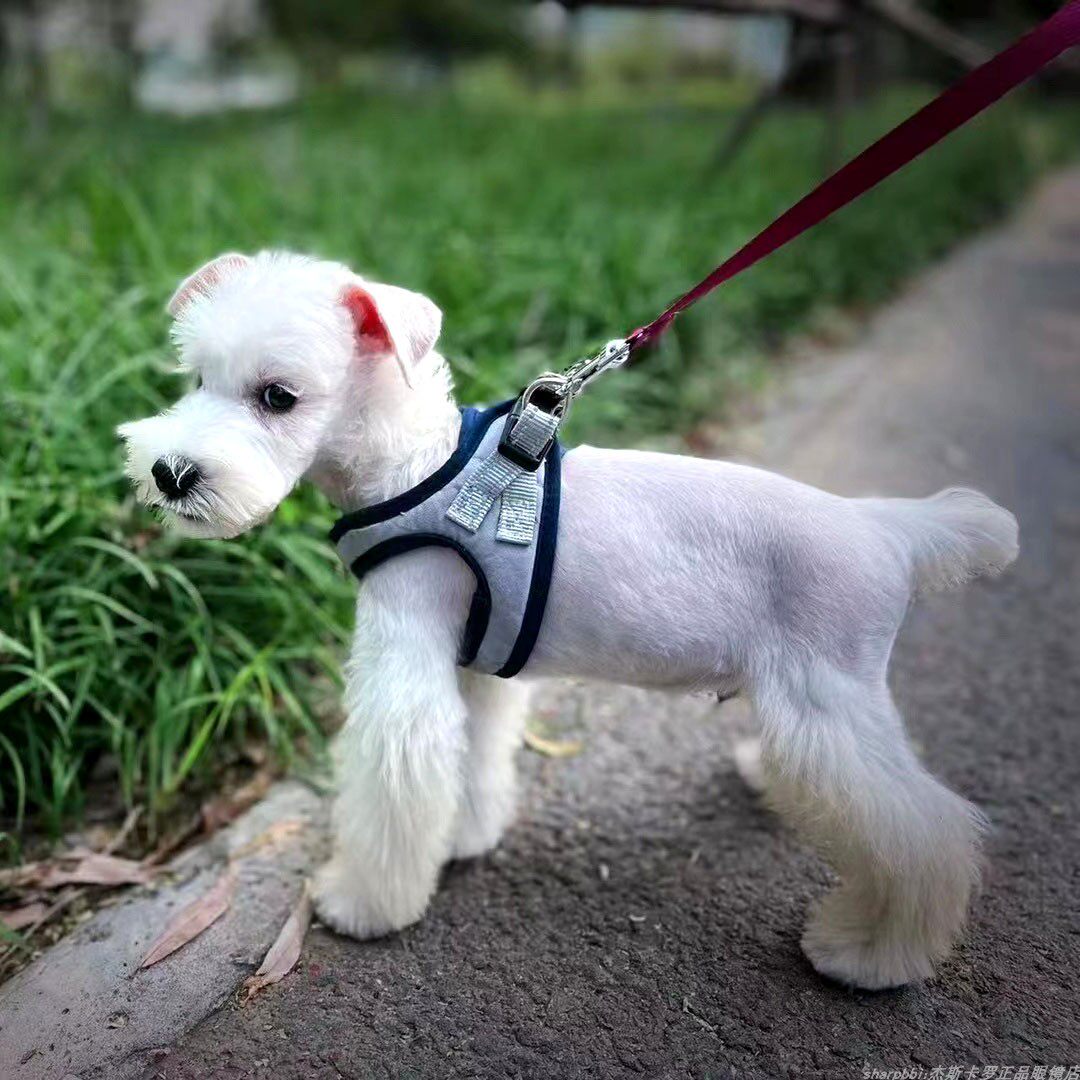 8种最好养的小型犬谁养哈希娱乐- 哈希游戏平台- 哈希游戏官方网站谁有福新手友好！喜欢就养起来吧！