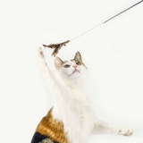 Meowcard xiaofei Butterfly Catal Stub и Polo -Steel Badfish Новые продукты игрушки мыши Bell Products