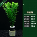 Qiancaotang Aquatic Aquarium Tank Рыба
