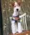 UNPET Breguet Pet Dog Dress Summer Dress Casual Teddy Bear Bear Ngụy trang Áo thun thể thao ngắn tay - Quần áo & phụ kiện thú cưng Quần áo & phụ kiện thú cưng
