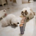 Một đêm giữa nhà thú cưng Thái Lan Nhập khẩu cá Minda gà thịt trắng Súp có thể mèo đóng hộp đồ ăn nhẹ Thực phẩm ướt 80g * 6 lon - Đồ ăn nhẹ cho mèo