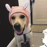 Собака лабрадорскую шляпу лабрадо зима большая собака милый шерстяной шерстя