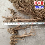 Sichuan Achyranthes achyranthes achyranthes sichuan niu xi сладкий крупный рогатый скот 100g non -Huaizan niu -Knee achyranthes huai hui kee