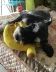 Chico nhà mèo chó đồ chơi chuối âm thanh vật nuôi cung cấp ngắn sang trọng có thể được sử dụng như gối chó chuối đồ chơi gối - Mèo / Chó Đồ chơi mua do choi cho cho Mèo / Chó Đồ chơi